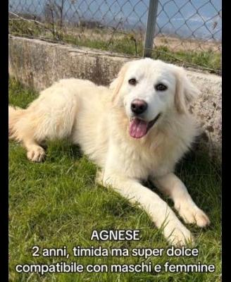 Cane in adozione taglia media