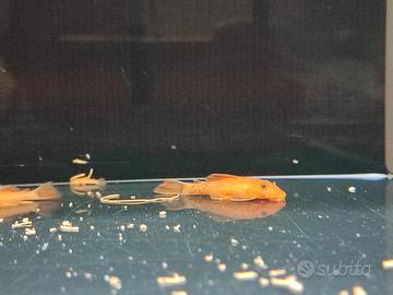 ancistrus super red