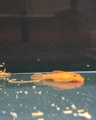 ancistrus super red