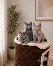 British blue shorthair