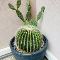 Cactus- Echinocactus grusonii