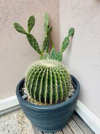 Cactus- Echinocactus grusonii