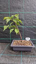 Bonsai di Prunus Mume Beni-chidori 184