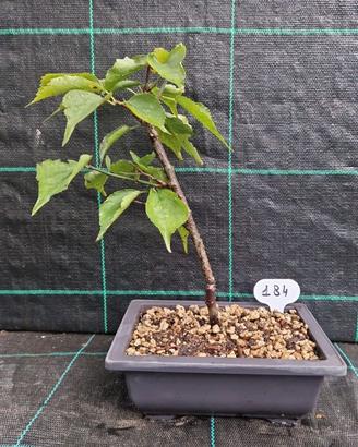 Bonsai di Prunus Mume Beni-chidori 184