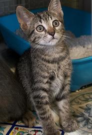 GATTINA cucciola