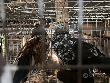 Coppia galline nane