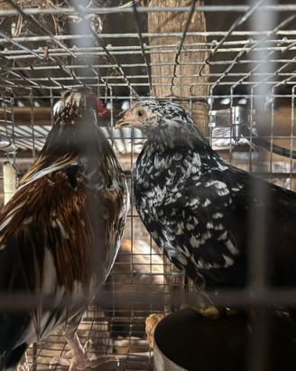 Coppia galline nane