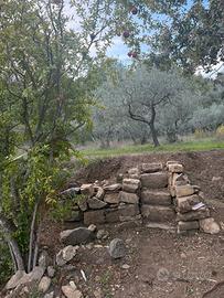 Oliveto zona Serpiolle "FI"