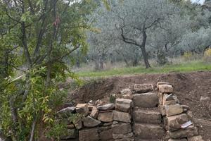 Oliveto zona Serpiolle "FI"