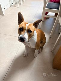 Cuccola Amstaff