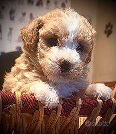 Maltipoo maschi