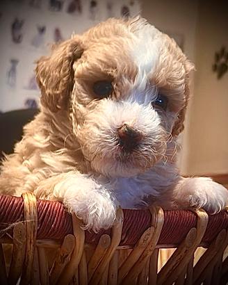 Maltipoo maschi