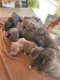 Cuccioli di American Pit Bull UKC Con pedigree