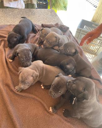 Cuccioli di American Pit Bull UKC Con pedigree