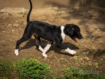 Cucciolo Whippet piccolo levriero