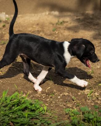 Cucciolo Whippet piccolo levriero