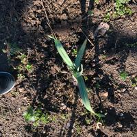 Aglione di Tivoli PRENOTAZIONI