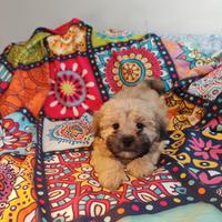 Maltipoo cuccioli maschi coreani