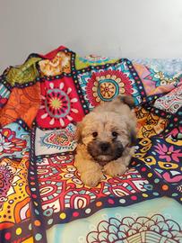 Maltipoo cuccioli maschi coreani