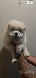 Chow chow