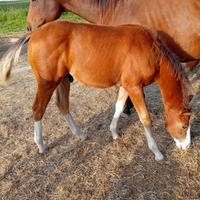 Puledri quarter horse