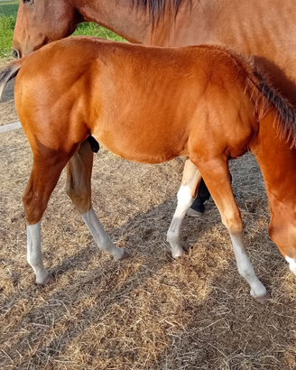 Puledri quarter horse