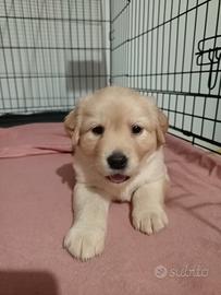 Cuccioli Labrador retriever