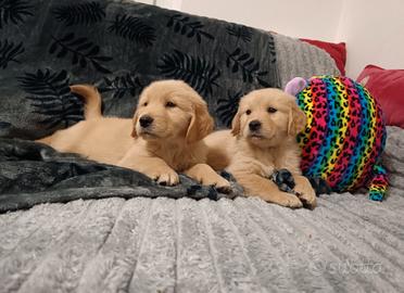 Cuccioli di cane Golden retriever 