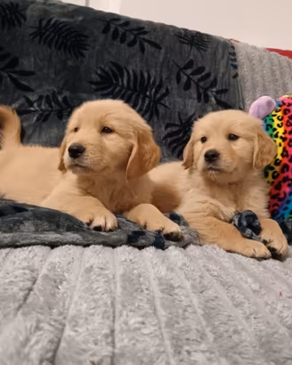 Cuccioli di cane Golden retriever 