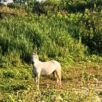 Cavallo delta-camargue