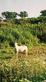 Cavallo delta-camargue