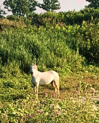 Cavallo delta-camargue