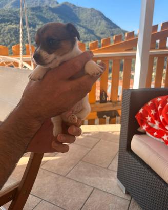 Ultimo Cucciolo di jack russel