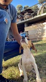 Beagle