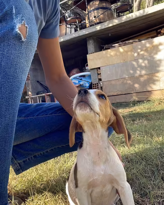 Beagle