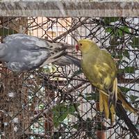 Collari grey green e Grey pezzati recessivo 2024