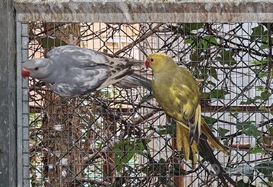 Collari grey green e Grey pezzati recessivo 2024