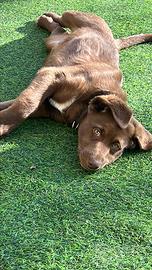 Cucciolo Aussiedor di nome Choco