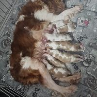 Cuccioli di cavalier King con pedigree Enci