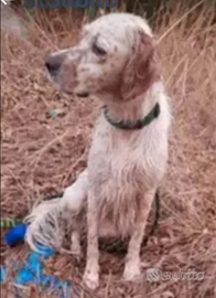 Setter inglese per monta