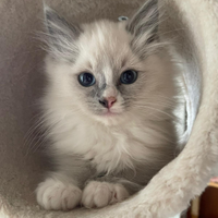 Ultimo cucciolo Ragdoll Bicolor senza pedigree