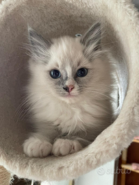 Ultimo cucciolo Ragdoll Bicolor senza pedigree