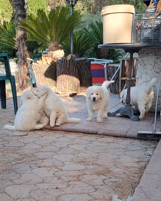 Cucciolata pastore maremmano abruzzese