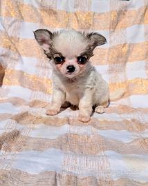 Splendida cucciola chihuahua, allevamento enci