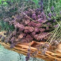 Mazzi di lavanda Miller blu