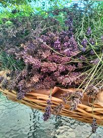 Mazzi di lavanda Miller blu