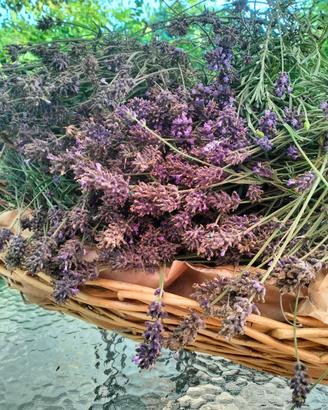 Mazzi di lavanda Miller blu