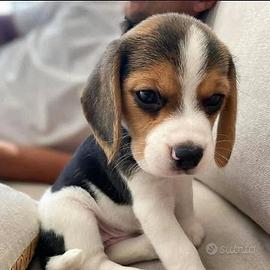 Beagle cuccioli