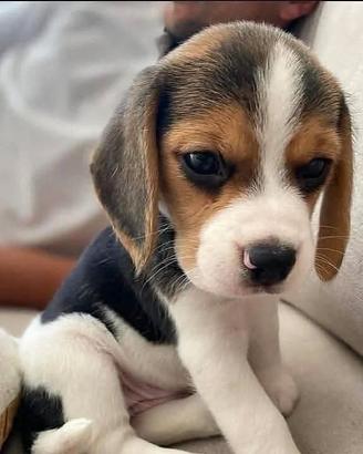 Beagle cuccioli