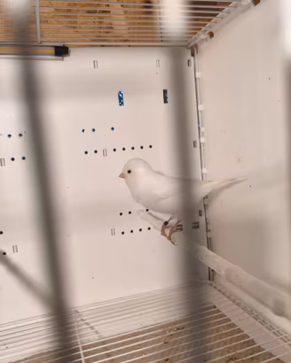 bianco recessivo 